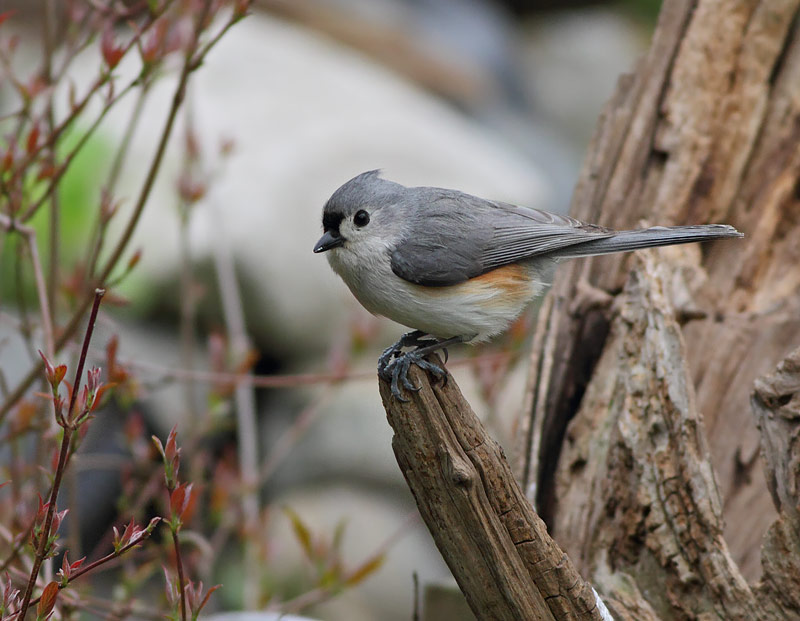 Tufted Titmouse