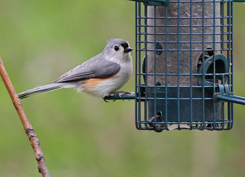 Tufted Titmouse