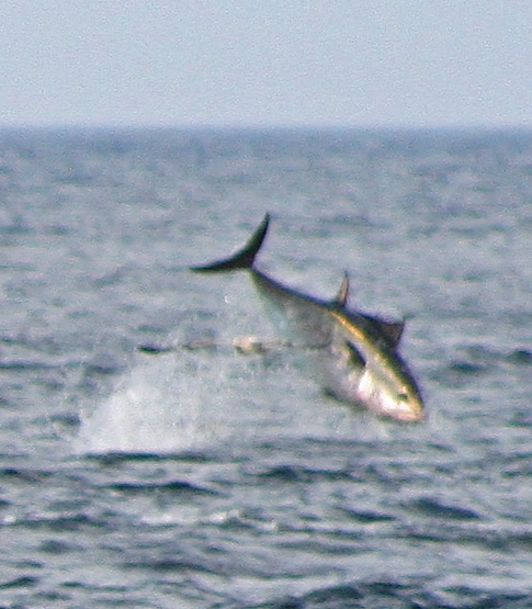 Bluefin Tuna