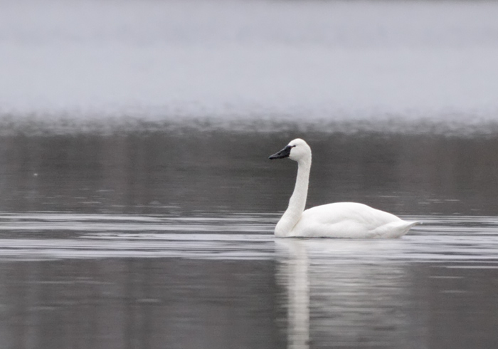 Tundra Swan