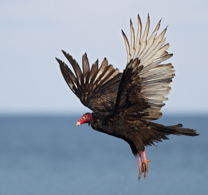 Turkey Vulture