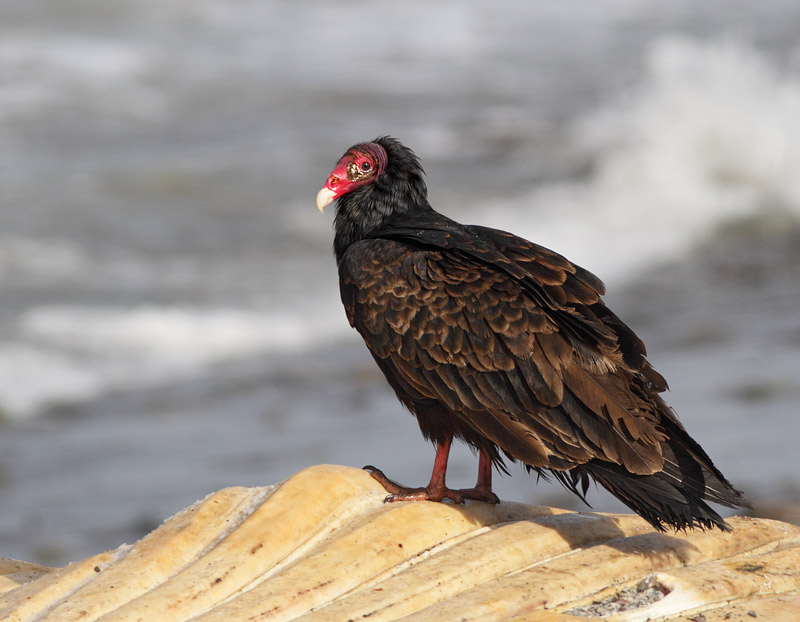 Turkey Vulture