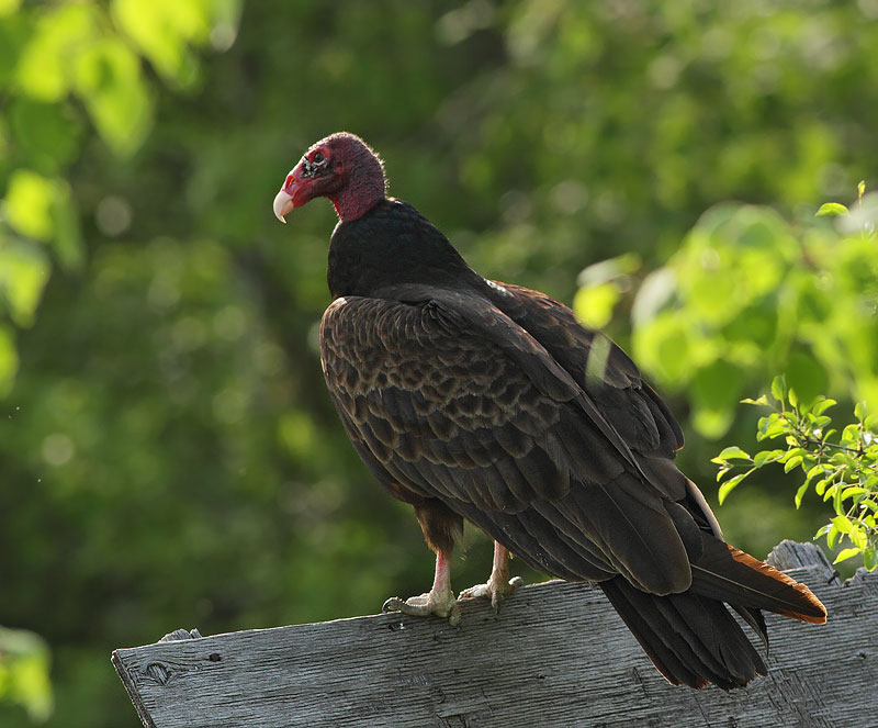 Turkey Vulture