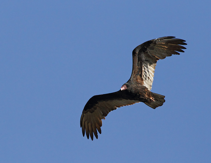 Turkey Vulture