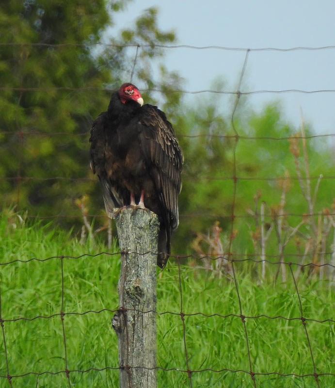 Turkey Vulture