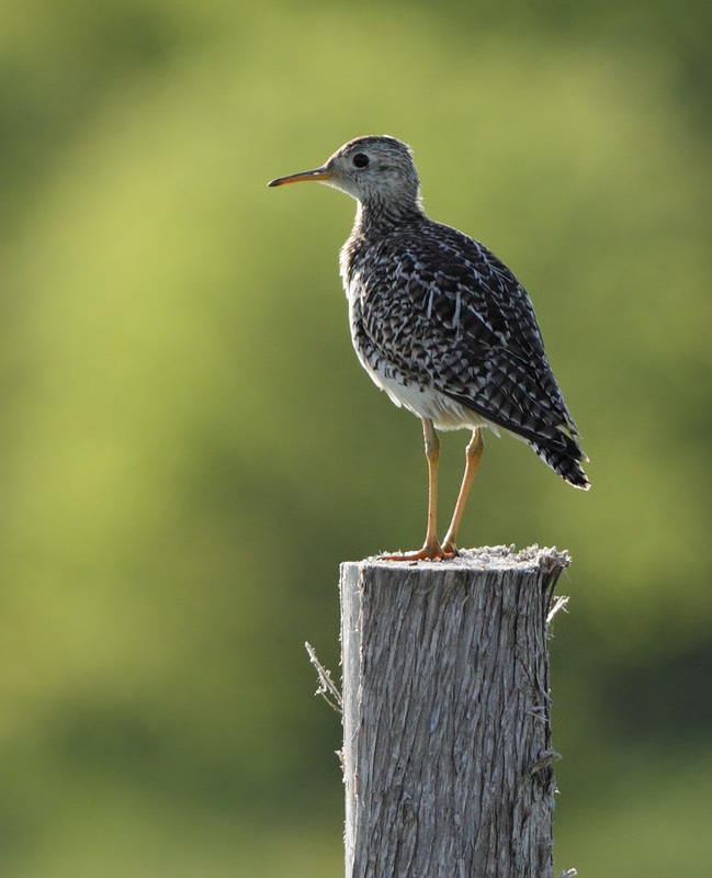 Upland Sandpiper