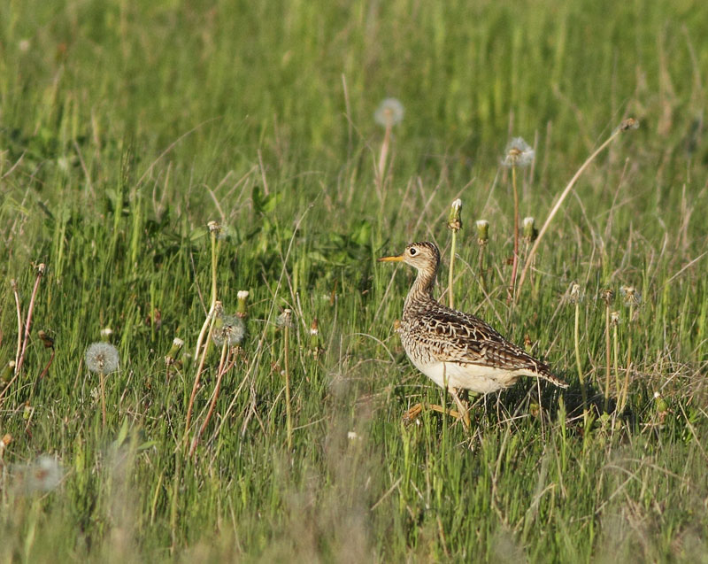 Upland Sandpiper