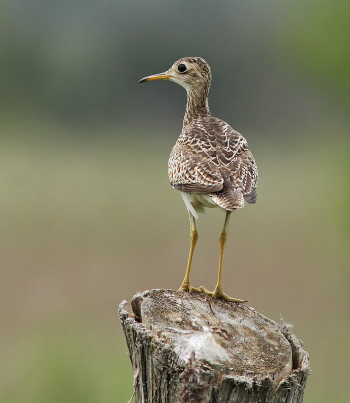 Upland Sandpiper