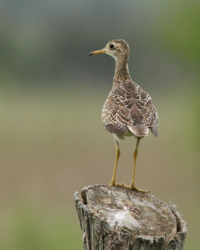 Upland Sandpiper