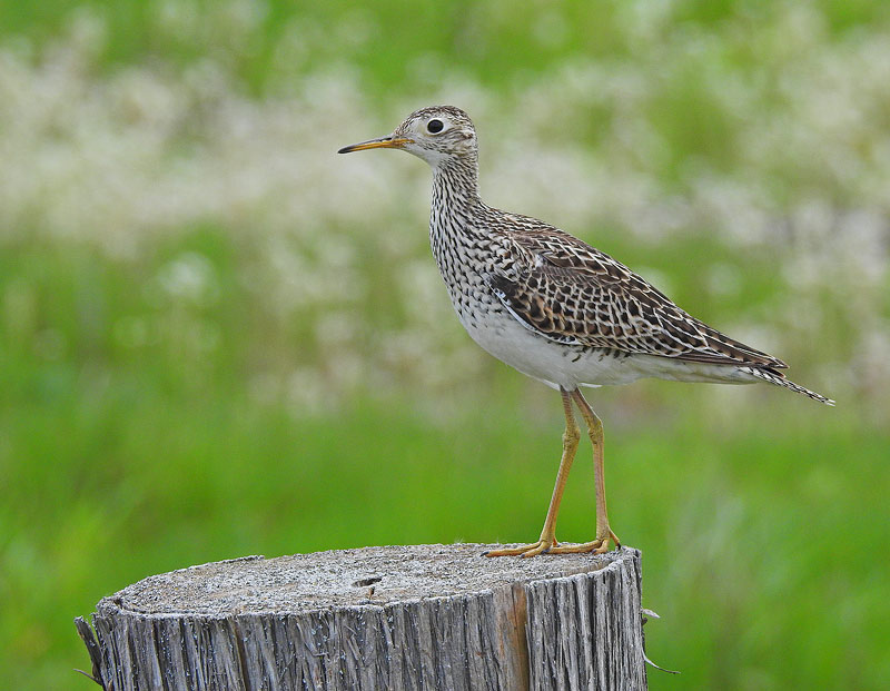 Upland Sandpiper