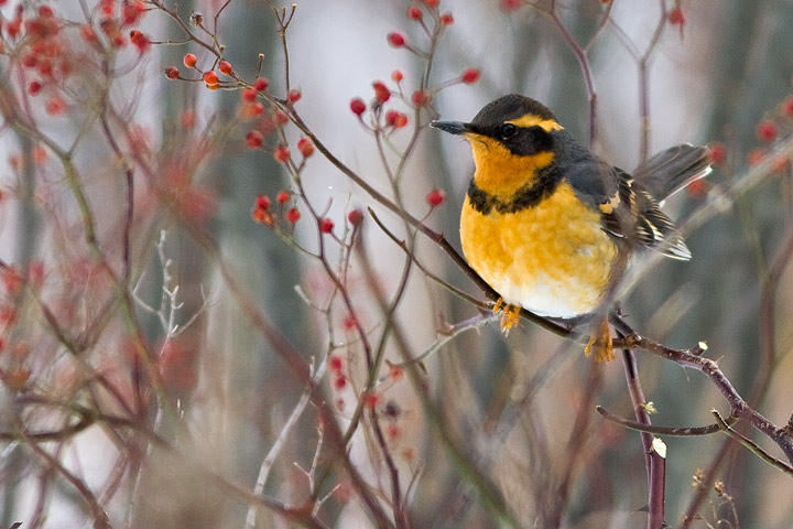 Varied Thrush
