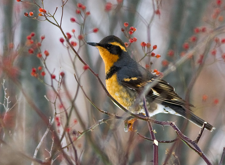 Varied Thrush