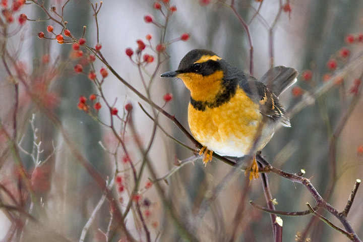 Varied Thrush