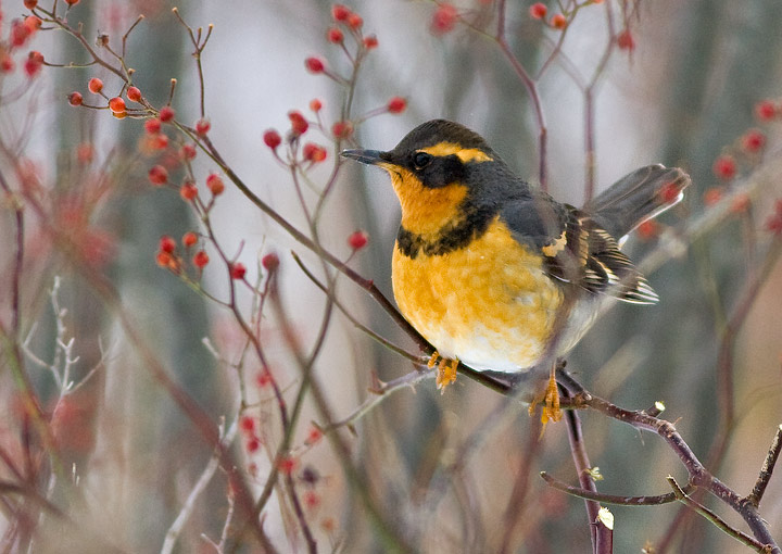 Varied Thrush