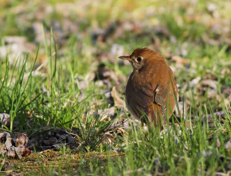 Veery