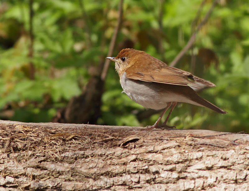 Veery
