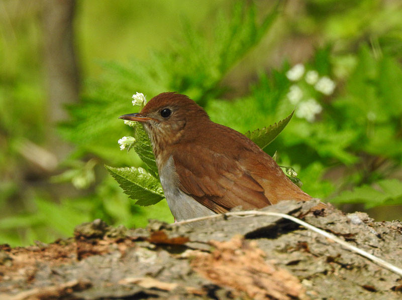 Veery