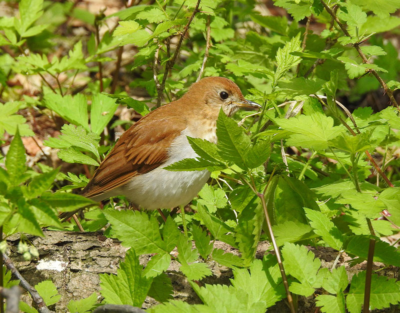 Veery