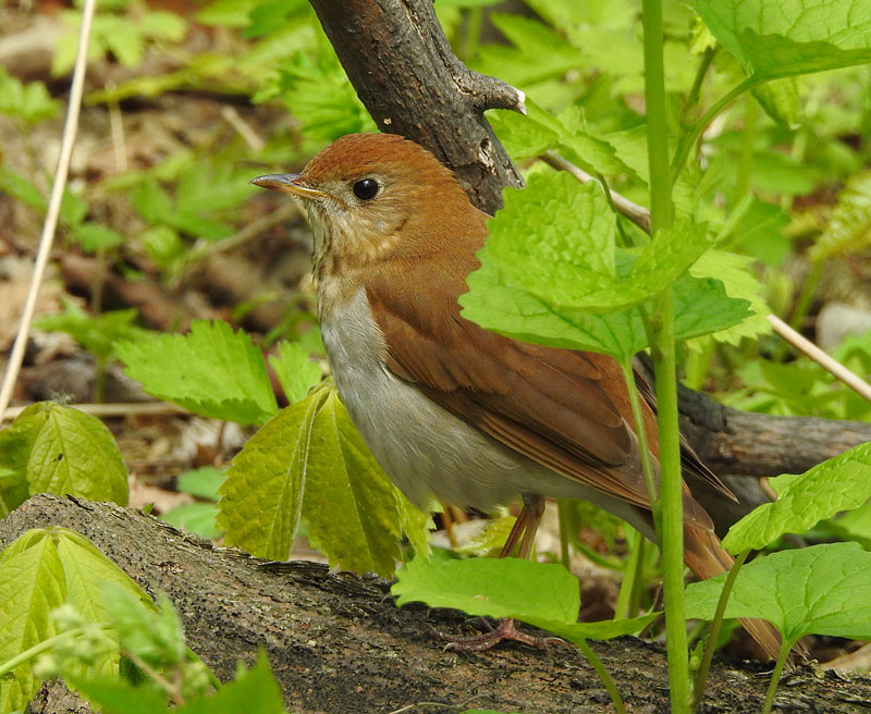 Veery
