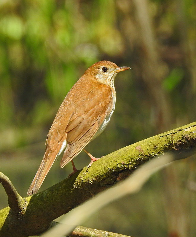 Veery