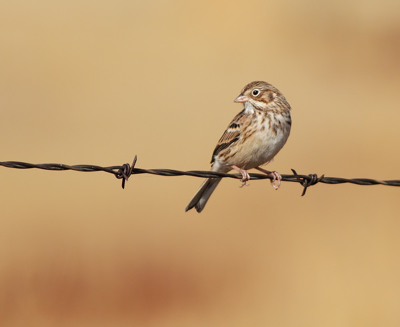 Vesper Sparrow