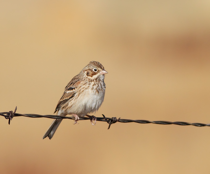 Vesper Sparrow