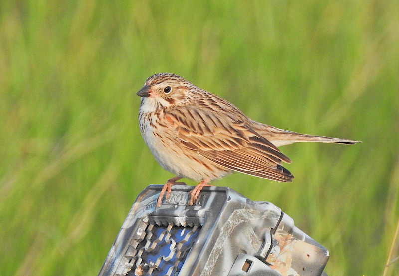 Vesper Sparrow