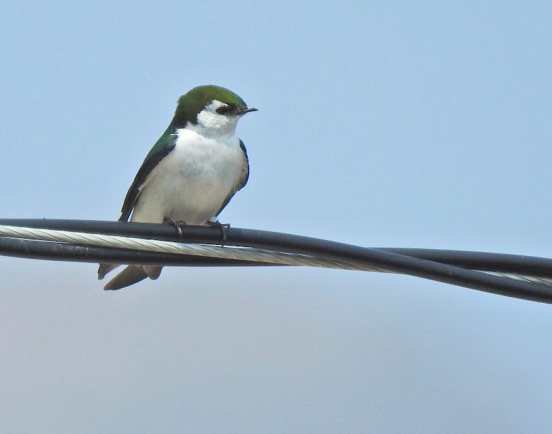 Violet-green Swallow