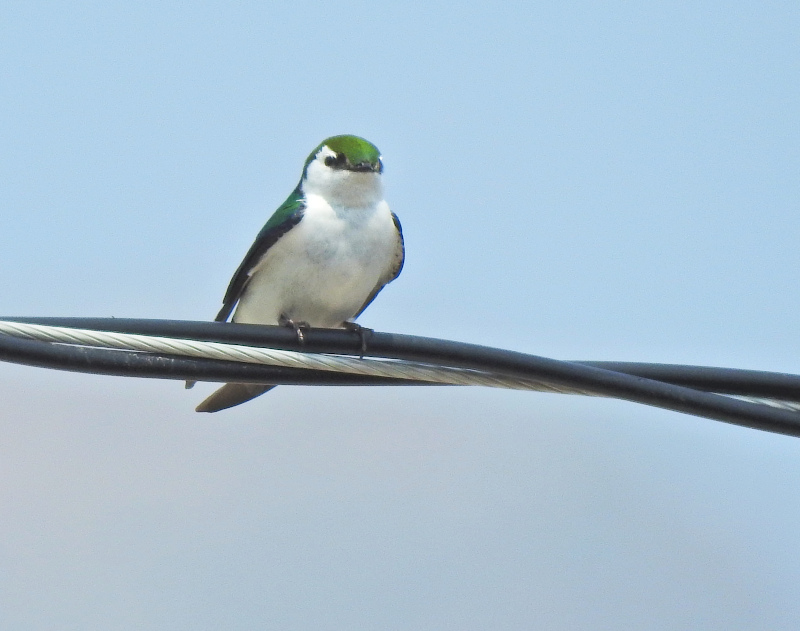 Violet-green Swallow