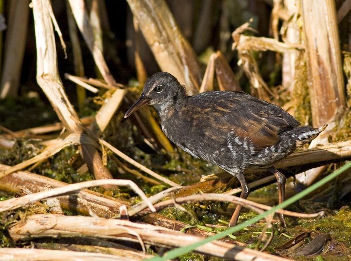 Virginia Rail