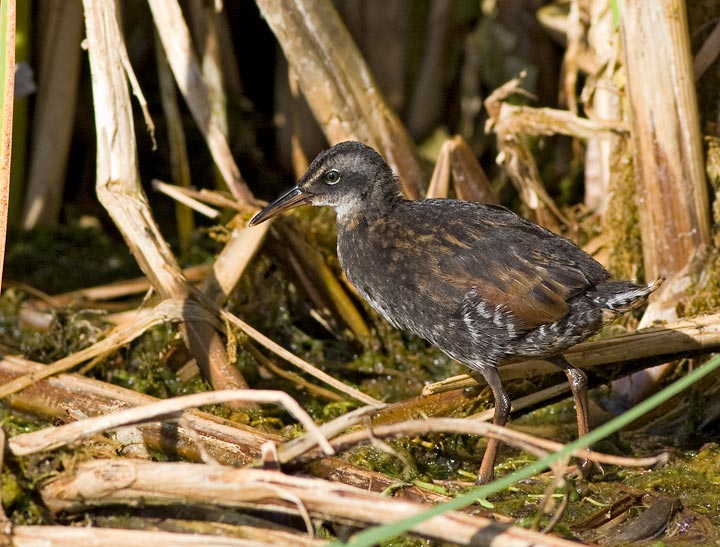 Virginia Rail
