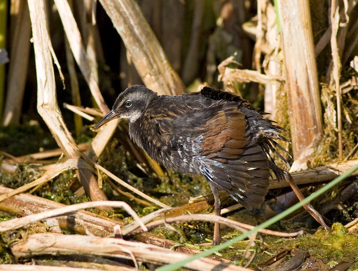 Virginia Rail