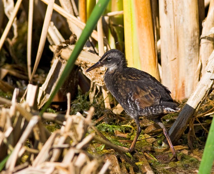 Virginia Rail