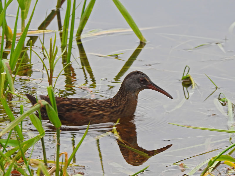 Virginia Rail