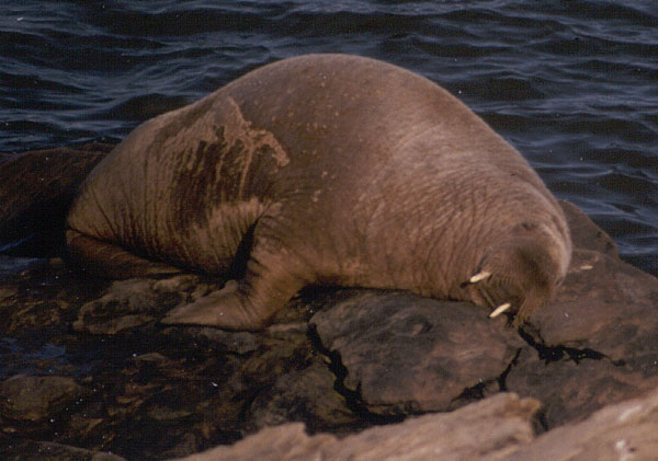 Walrus