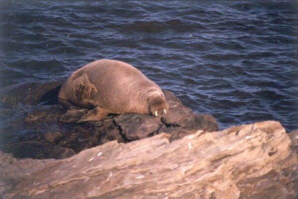 Walrus