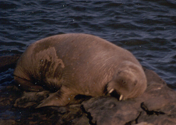 Walrus