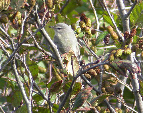 Warbling Vireo