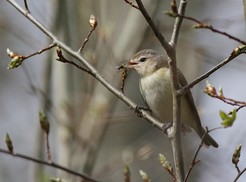 Warbling Vireo