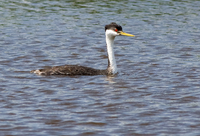 Western Grebe