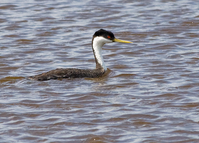 Western Grebe