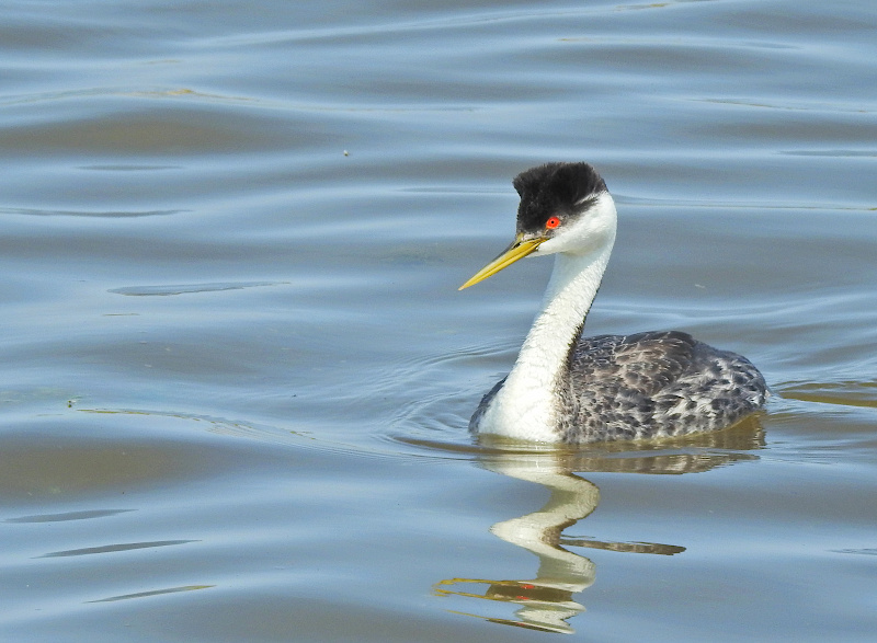 Western Grebe