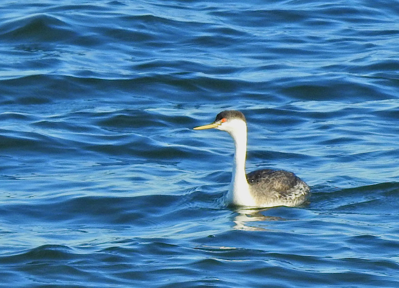 Western Grebe