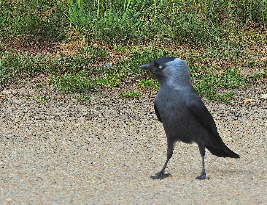 Western Jackdaw