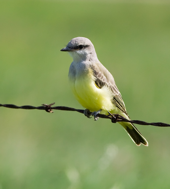 Western Kingbird