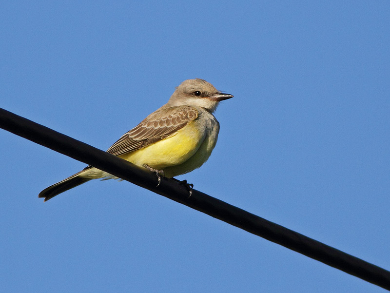 Western Kingbird