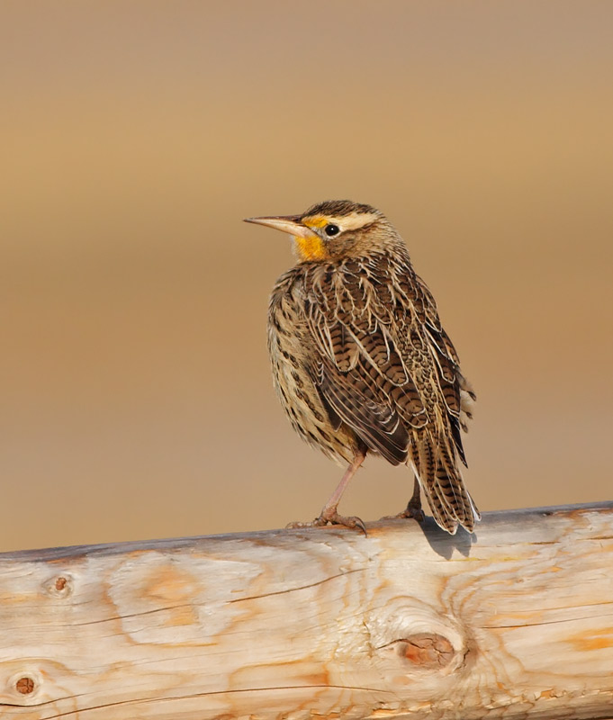 Western Meadowlark