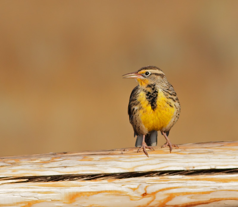 Western Meadowlark