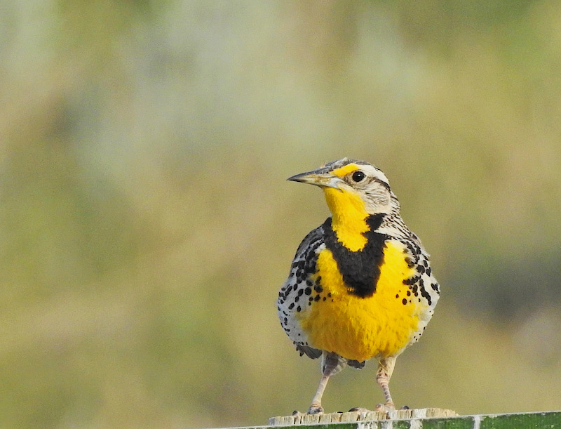 Western Meadowlark