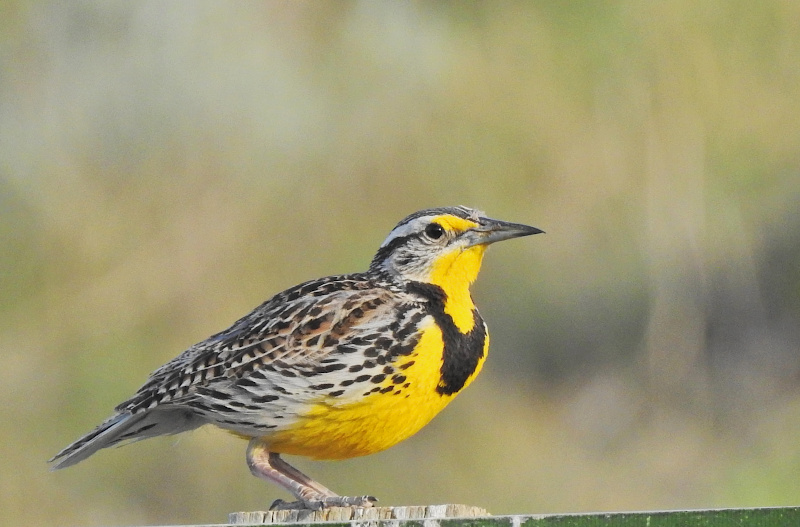 Western Meadowlark